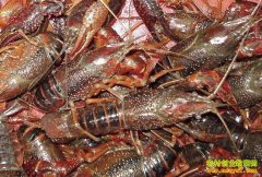 [�۽���ũ]С��Ϻ��Ĳ�������