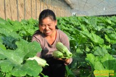 [�۽���ũ]�߲���ֲ��Ϊ��׬Ǯ��