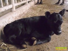 ��ֳ���ް���ţ�޽�����ũ���¸�����Ŀ