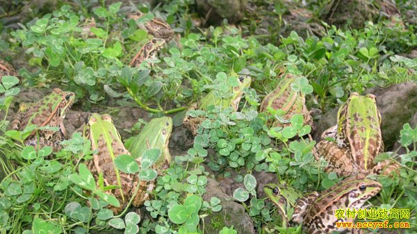 ��������־��ת�� �ɡ����ܴ�����