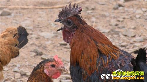 [�¸���]������ƽ������������������׬Ǯ���Ĺ�