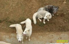 [ũ�����]�����������Ϸ�������ֳ������Ƶ