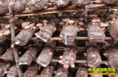 ���ո��������������ո���Ģ��Ķ������8000Ԫ