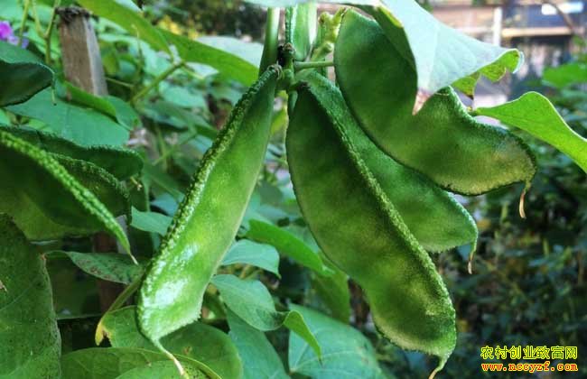 ������߲��ⶹ����ͨ��1��