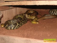 ����׬Ǯ����������ֳ�����ߴ����Ƹ�