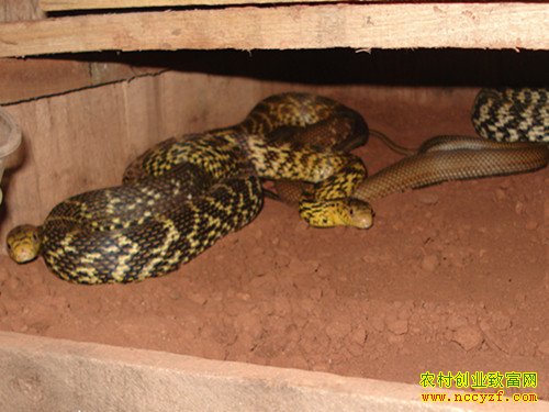 ���޶������� �����Ƹ�