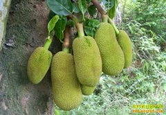 [ũ�����]��������ֲ������Ƶ