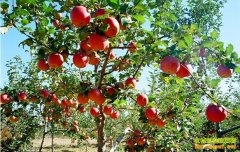 [�Ƽ�Է]ƻ����������Ҫ������족