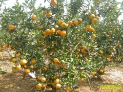 ������ٳɺ��������ũ������������