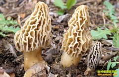 �˹���ֲ��Ǿ�һĶ��׬2.8�� �г�ǰ������