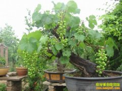 ɽ��ƽ�ض��ֻ������������� һĶ�������