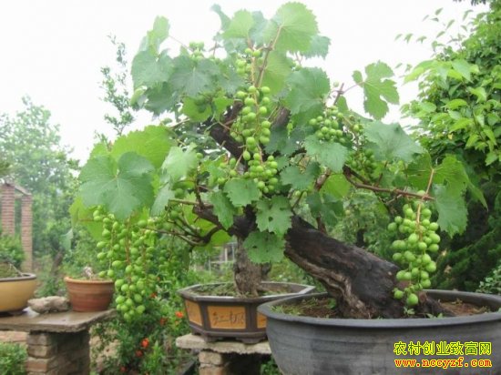 ɽ��ƽ�ض��ֻ������������� һĶ�������