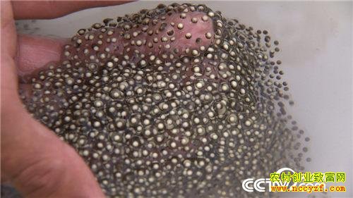 �¸��������ɽеĲƸ�