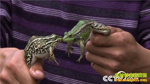 �¸��������ɽеĲƸ�