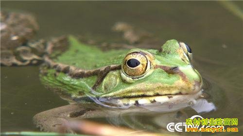 �¸��������ɽеĲƸ�