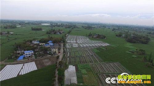 �¸��������ɽеĲƸ�