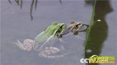 ��������ֳ�������ɽеĲƸ�����������ϵ��ʽ��