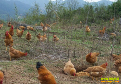 [ÿ��ũ��]�������ɽ�ؼ�