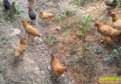 [�Ƽ�Է]��ô���񼦣��ź����������ĸ��ĵ�