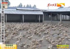 ��������Ѽ׬Ǯ������Ѽ һֻһ���һë