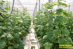 �ӱ����塰�߲˴�����������߲���ֲ�¸���