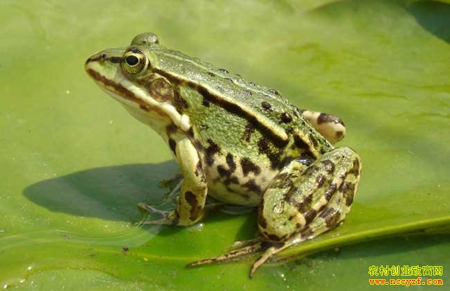 �ɶ��½�80����Ů��������ֳ������׬8��