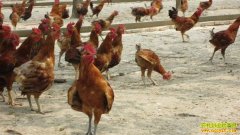 ��һ��ֻ��������������һ��ֻ����׬����