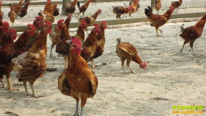 ��һ��ֻ��������������һ��ֻ����׬����