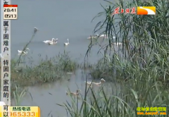 Ѽ���۸����飺ɳ��Ѽ��Ʒ�ʺü۸�� ��ֳЧ���