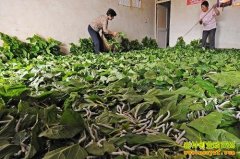 ɽ�����ǣ�������Ģ�� һ�������¸���׬Ǯ