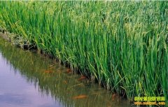 [ũ�����]ˮ������:ˮ������̬������Ϻ�����㼼����Ƶ