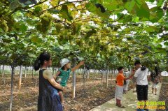 ɽ�����춡�ϱ����Ѳ�ժ��׬Ǯ