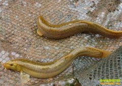 ���ϳ������ƽ��ֳ����������20��