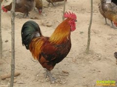 ����ϼ�ַ����������Ϻ�������ֳ��ҵ����