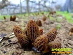 ֣Ծ�ҡ�������+����ģʽ����ֲ��Ǿ���·��