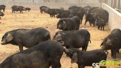 [�¸���]ɽ��������Ѱ������Ԫ��ͷȳ�����Ժ�