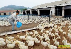 ����Ѻ����� ��ֳ���ǰ����