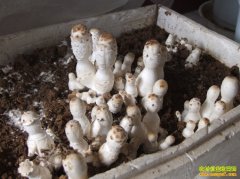 һ��Ģ�� �����������辰Ģ����׬Ǯ