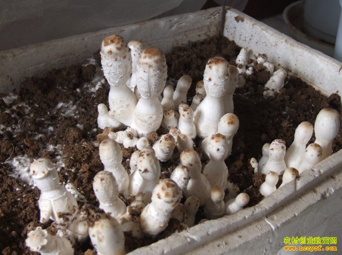 һ��Ģ�� �����������辰Ģ����׬Ǯ