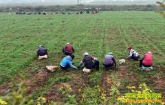 ��ֲ��ҩ�� ������ɶҩ