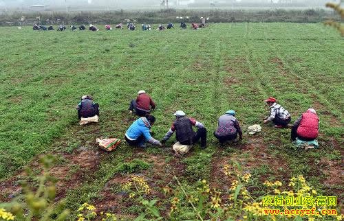 ��ֲ��ҩ�� ������ɶҩ