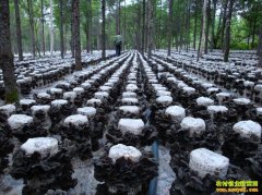 [ũ�����]���˰����ľ�����༼����Ƶ