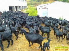 [ũ�����]��Ǻ�ɽ����ֳ������Ƶ