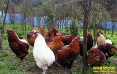 [�����е�]��ֳ��β��ư�����̻�