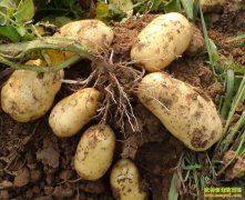 �߲˼۸������½� �����۸�Ϊ������