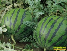 [ũ�����]���������������༼����Ƶ