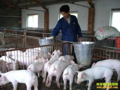 ��һͷ����׬1000�����ڲ���������