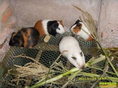 [ÿ��ũ��]�����֡������Ǻ��� ��������ֳ��׬Ǯ