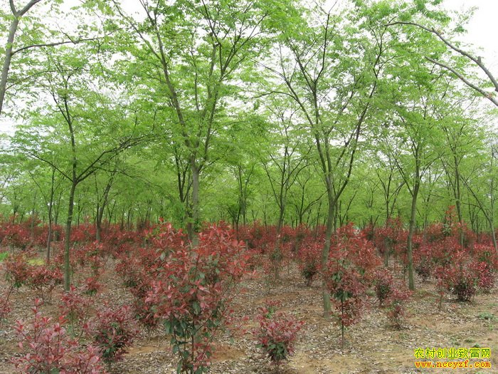 ��ľ�г����� ��׬Ǯ������