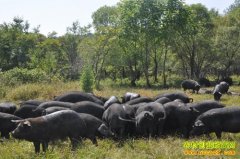 ������ɽ�Ƶ���ת��������׬Ǯ���¸�